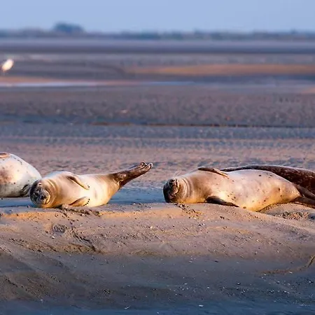 Appartement Face Pieds Dans L'eau Duplex 4 155 M2 8-12 Personnes